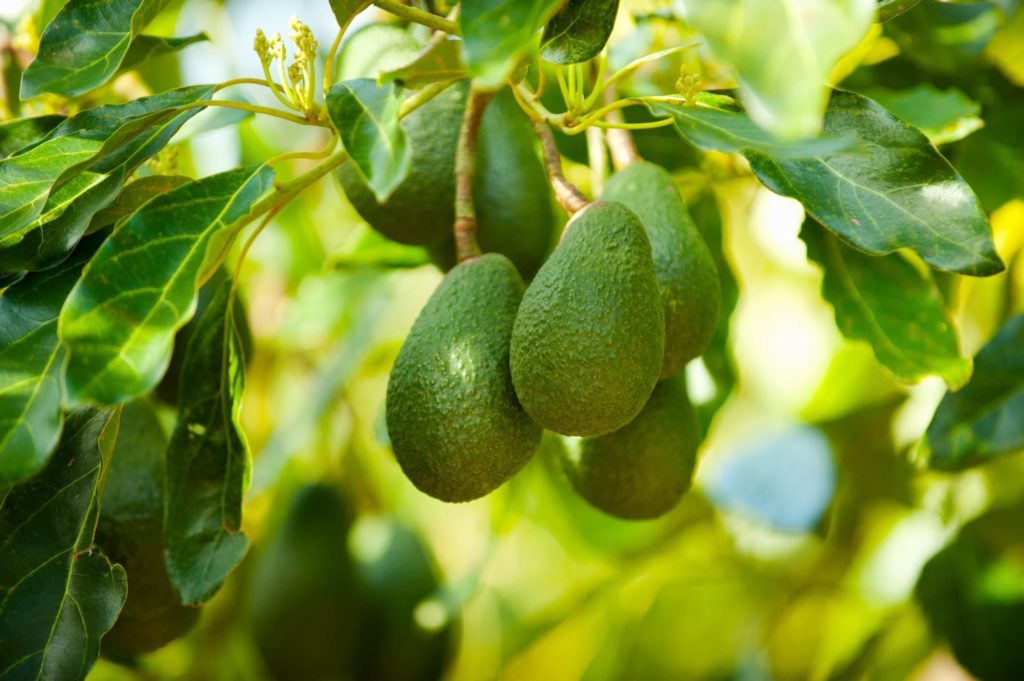 Где и как растет авокадо