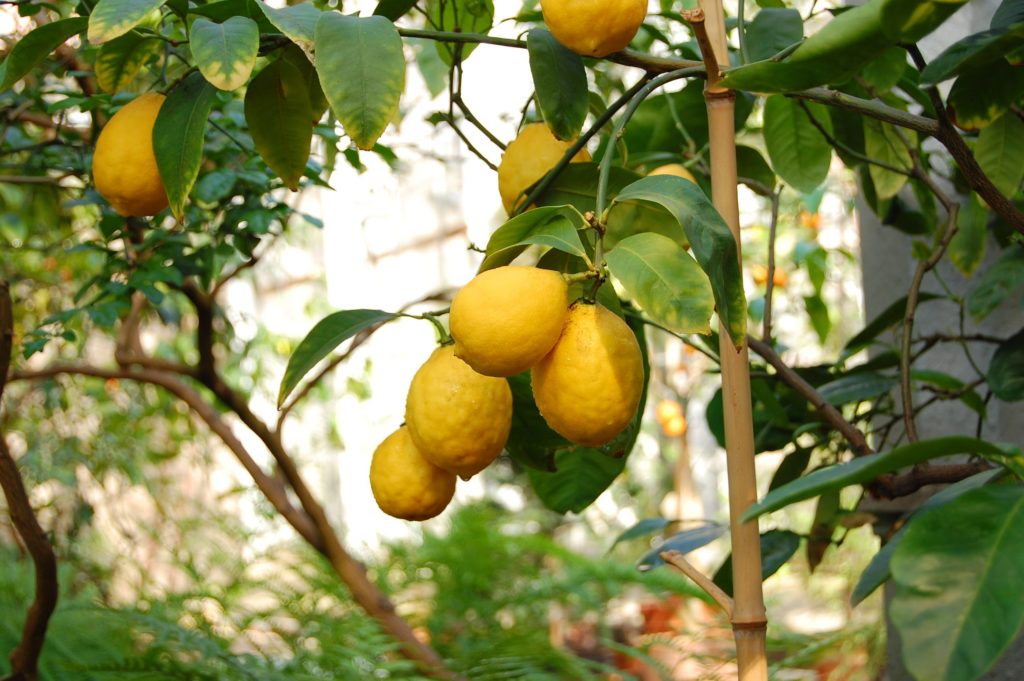 Где и как растет лимон