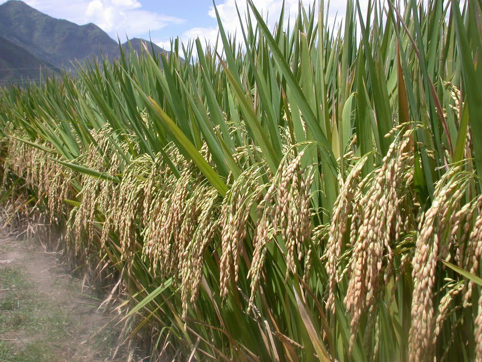 Где и как растет рис
