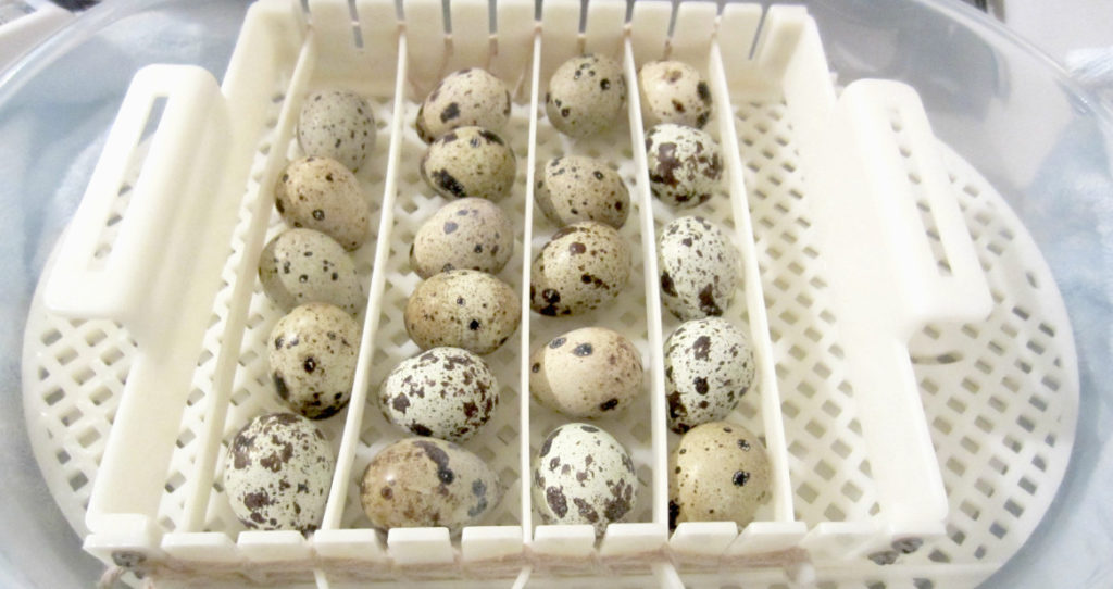 Срок годности перепелиных яиц