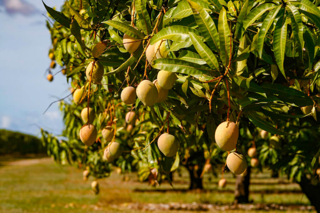 Где и как растет манго